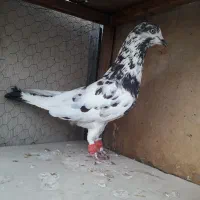 کبوتر گرفتنی تهرانی،شهرستانی|پرنده|تهران, زنجان جنوبی|دیوار