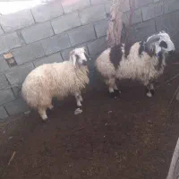 بره|حیوانات مزرعه|حور, |دیوار