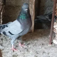 سلطان پرش|پرنده|بندرعباس, |دیوار