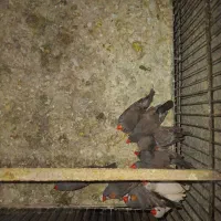 فنچ زبرا و اورنج فروشی