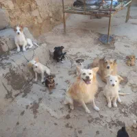 سگ اشپیدز روباهی و شیپ روباهی