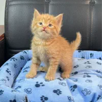 گربه بریتیش حضوری اهواز|گربه|اهواز, کیانپارس |دیوار