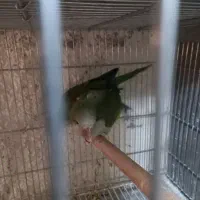 طوطی راهب سبز مولد|پرنده|محمدشهر, محمدشهر|دیوار