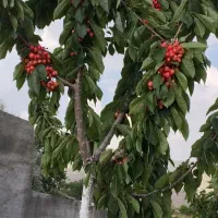 زمین کشاورزی|فروش دفتر صنعتی، کشاورزی، تجاری|سنندج, |دیوار