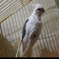 عروس هلندی نر کلکسیونی|پرنده|رامهرمز, |دیوار
