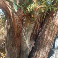 فروش چوب درخت باغ مقداری سپیدار و چوب درخت انار