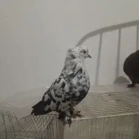 فقط معاوضه میکنم بجز کفتر