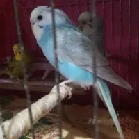 فروش چند عدد مرغ عشق