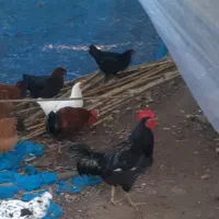 خروسهای داشتی بهترین رنگ دو رگه