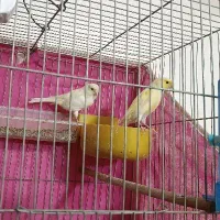 یه جفت قناری درجه یک|پرنده|فارسان, |دیوار