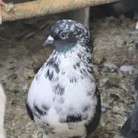 کفتر فروشی|پرنده|پردیس, فاز ۸|دیوار