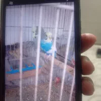 مرغ عشق انگلیسی