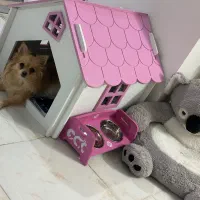 فروش لوازم سگ