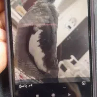 گمشده عروس هلندی مژدگانی|پرنده|الوند, |دیوار