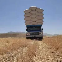 کاه گندم دیم کرمانشاه