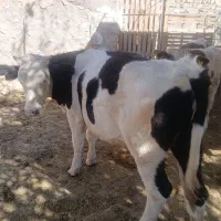 گاو تلیسه|حیوانات مزرعه|هندمینی, |دیوار