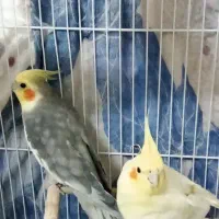 پرنده زینتی|پرنده|کاشمر, |دیوار