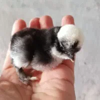 جوجه سه روزه مرندی سلطان لهستانی