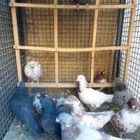 کفتر پرشی و سالم