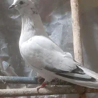 کبوتر پرشی|پرنده|شاهینشهر, خانه کارگر|دیوار