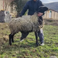 قوچ شال دو ساله سرپل ذهاب