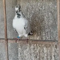 کفتر های پروازی|پرنده|رشت, آتشگاه|دیوار