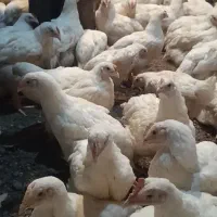 مرغ وخروس سنگین