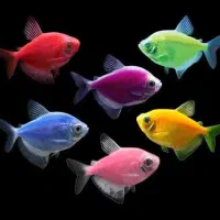 ماهی کالرویدو سایز ریز پشت ناخنی و مولد درشت