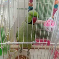 طوطی سخن گوی ملنگو