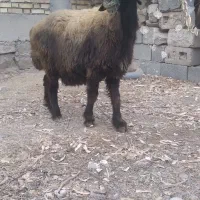 میش ترکی گله داری اصل
