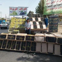 انگور شانی سردشت کیفیت بالا