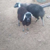 ۱ عدد بره ماده سبز|حیوانات مزرعه|خمینیشهر, |دیوار