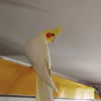 عروس هلندی