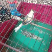 قناری ابلغ نر|پرنده|ری, تقی آباد|دیوار