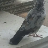 کفتر باخت رفته
