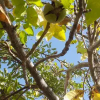 گردو فروشی|خوردنی و آشامیدنی|ارجمند, |دیوار