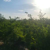 فروش-باغ-انار-ویلایی-تفریعی-در-ساوه