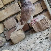 کفتر درجه یک|پرنده|اصفهان, گورت|دیوار
