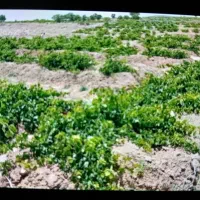 اجاره مشارکتی باغ انگور عسگری روستای کودزر فرمهین