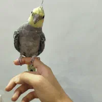 عروس هلندی فول دستی سخن گو|پرنده|اصفهان, برزان|دیوار