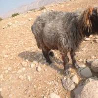 قوچ فروشی تخمی نژاددار|حیوانات مزرعه|اندیکا, |دیوار