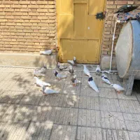 کفتر