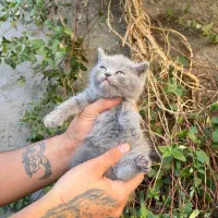 گربه بریتیش فلد بلو|گربه|محمودآباد, |دیوار