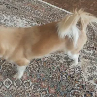 سگ اشپیتز روباهی|سگ|سنندج, |دیوار