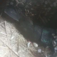 کبوتر درجایی فروشی