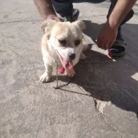 فروشی|سگ|خرمدره, |دیوار