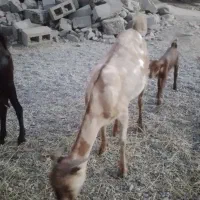 کهر فروشی