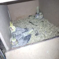 جوجه عروس هلندی مرواریدی