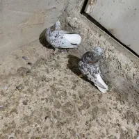 کبوتر کوهی دم سفید در سوسنگرد