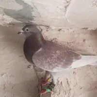 غوره ای پولکی